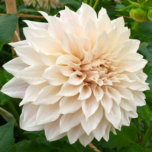 Dahlia Cafe au lait