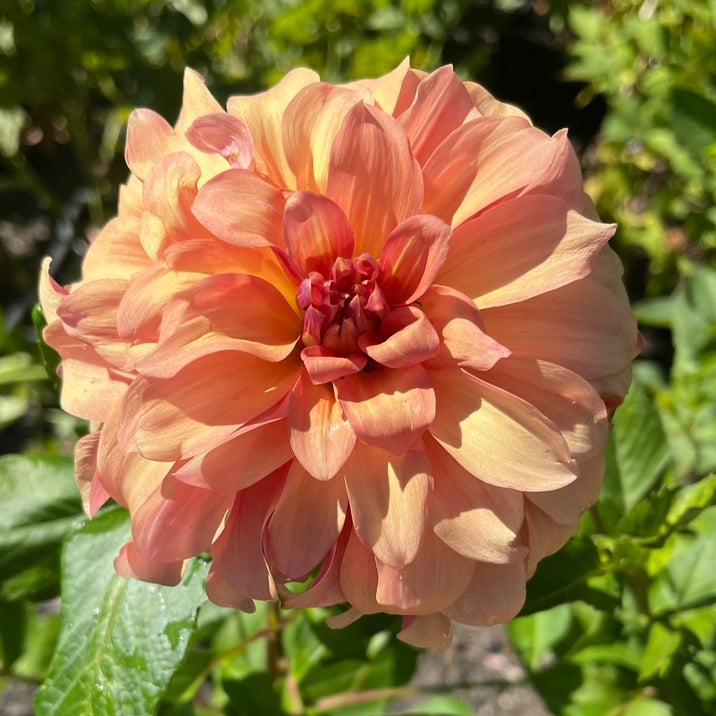 Dahlia 'Christie Merlot'