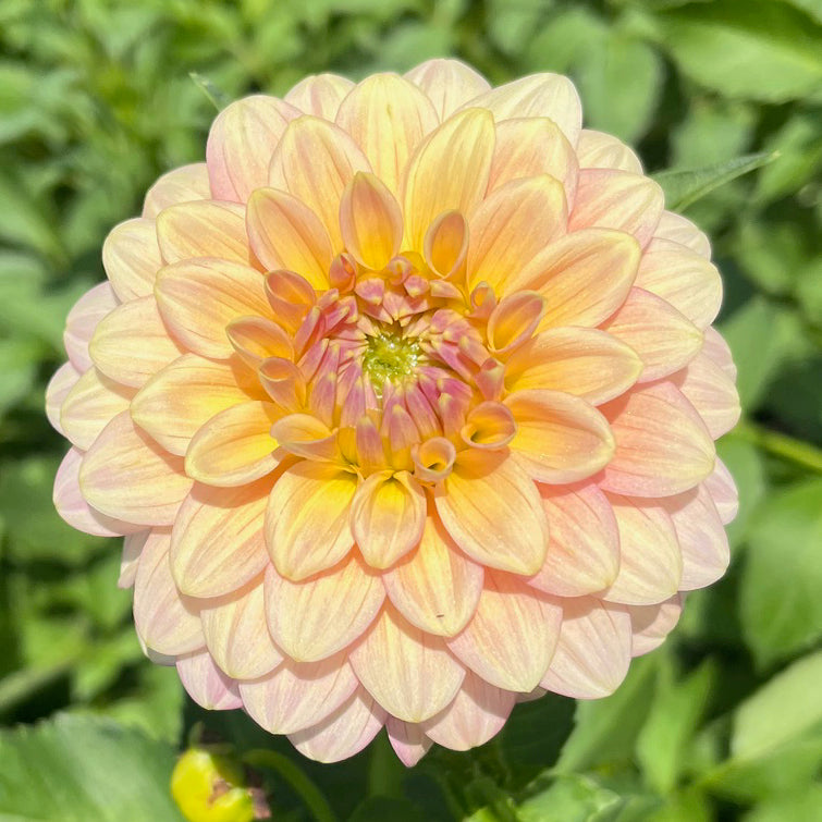 Dahlia 'Florelie Fruit Tingle'