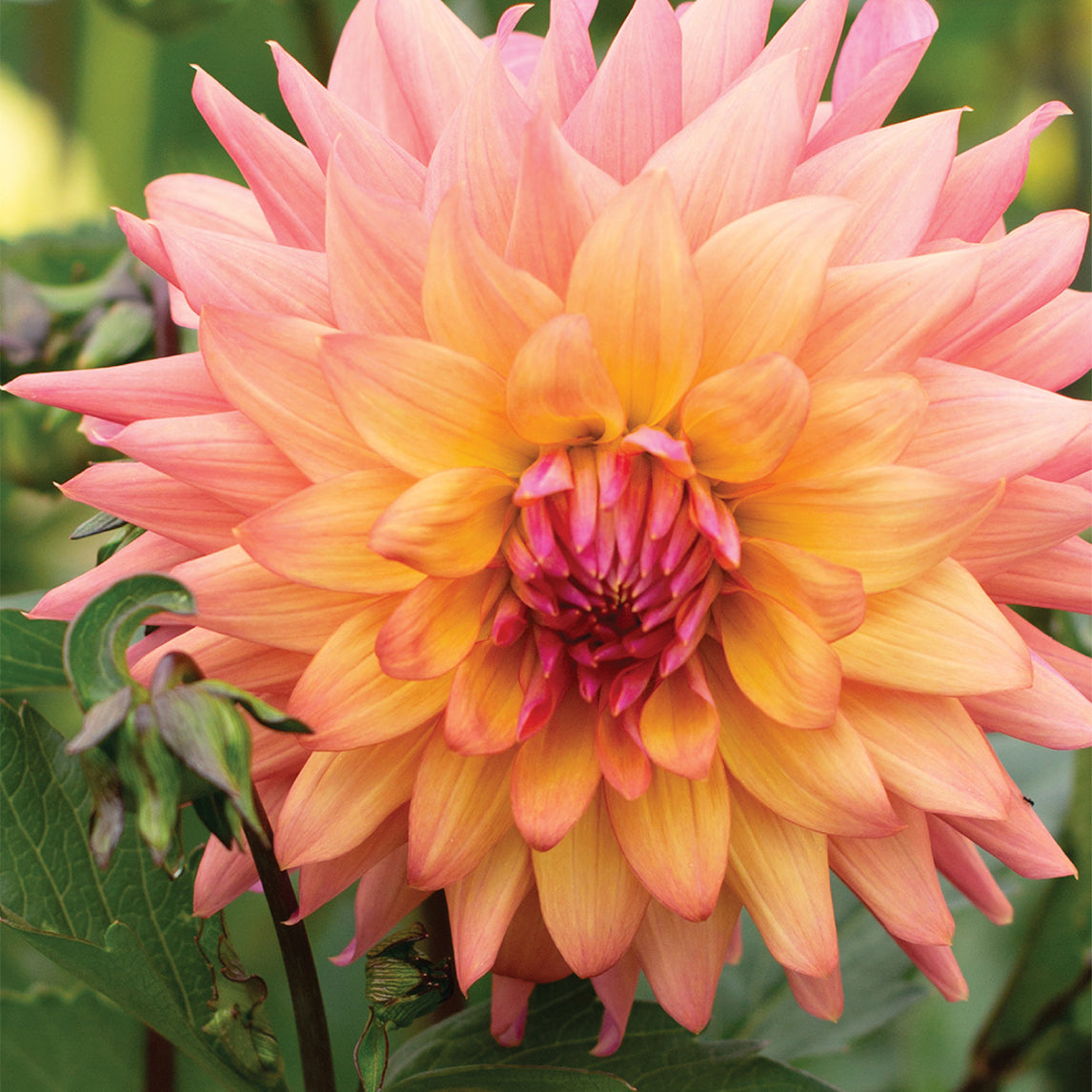 Dahlia 'Florelie Seastar'