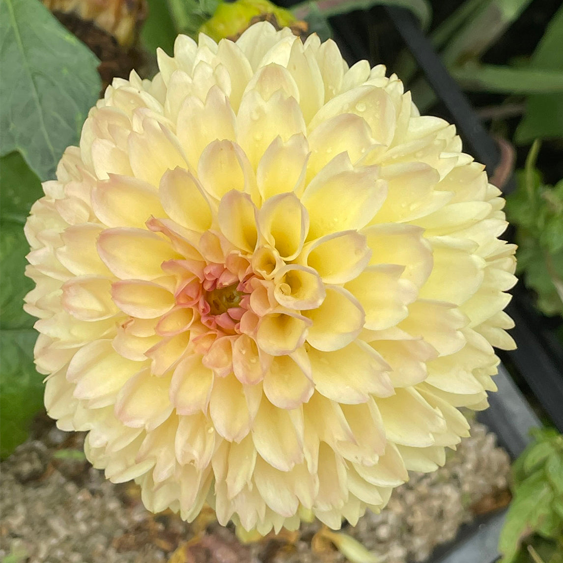 Dahlia 'Florelie Toffee'
