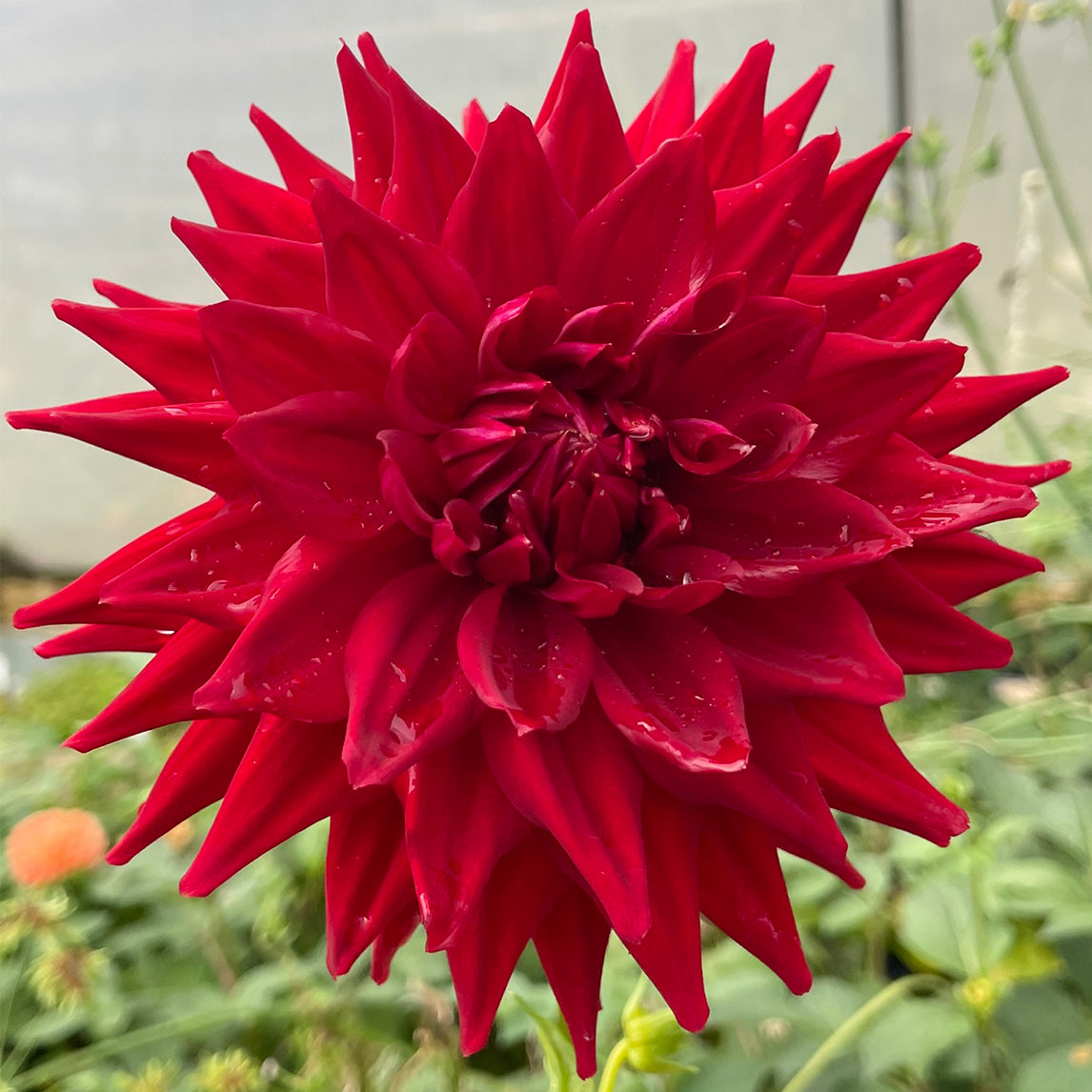 Dahlia 'Hillcrest Duncan Edward'