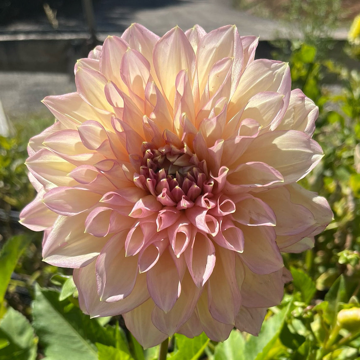 Dahlia 'Kotara' Midi Pot
