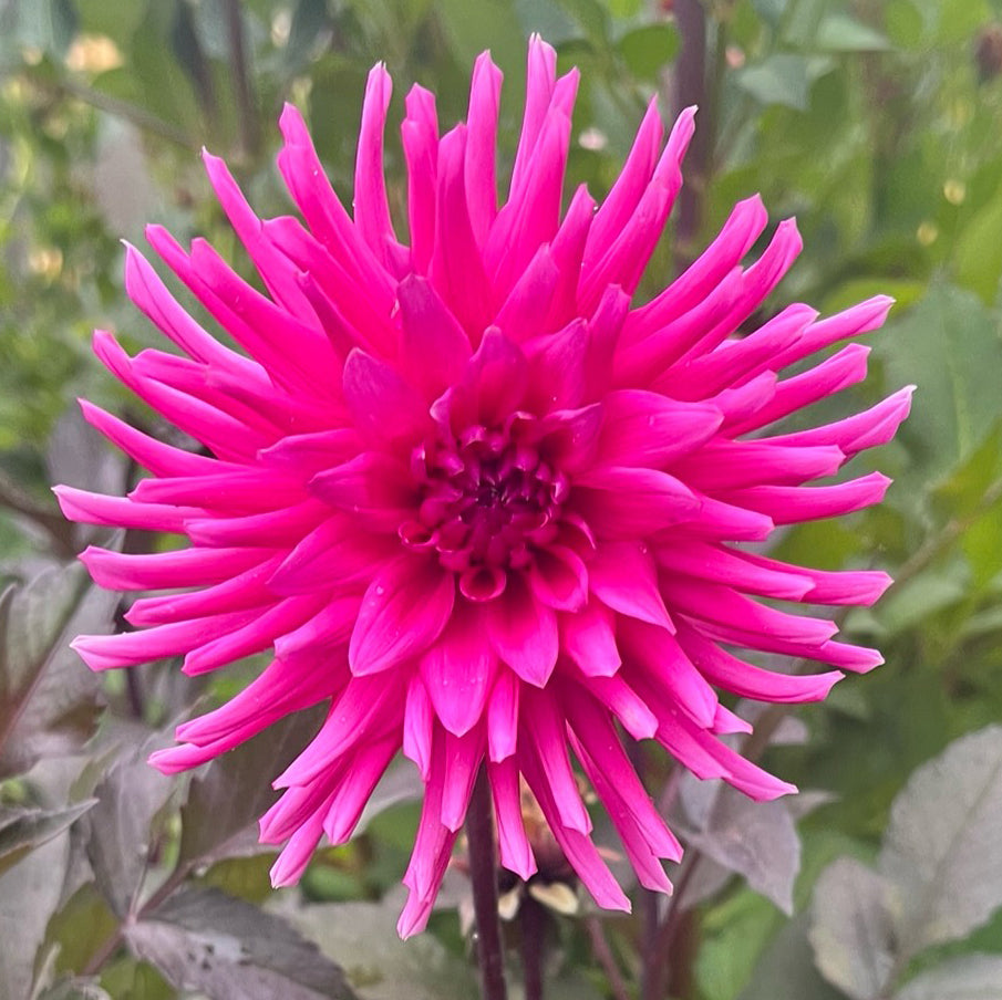 Dahlia 'Neon Rose'
