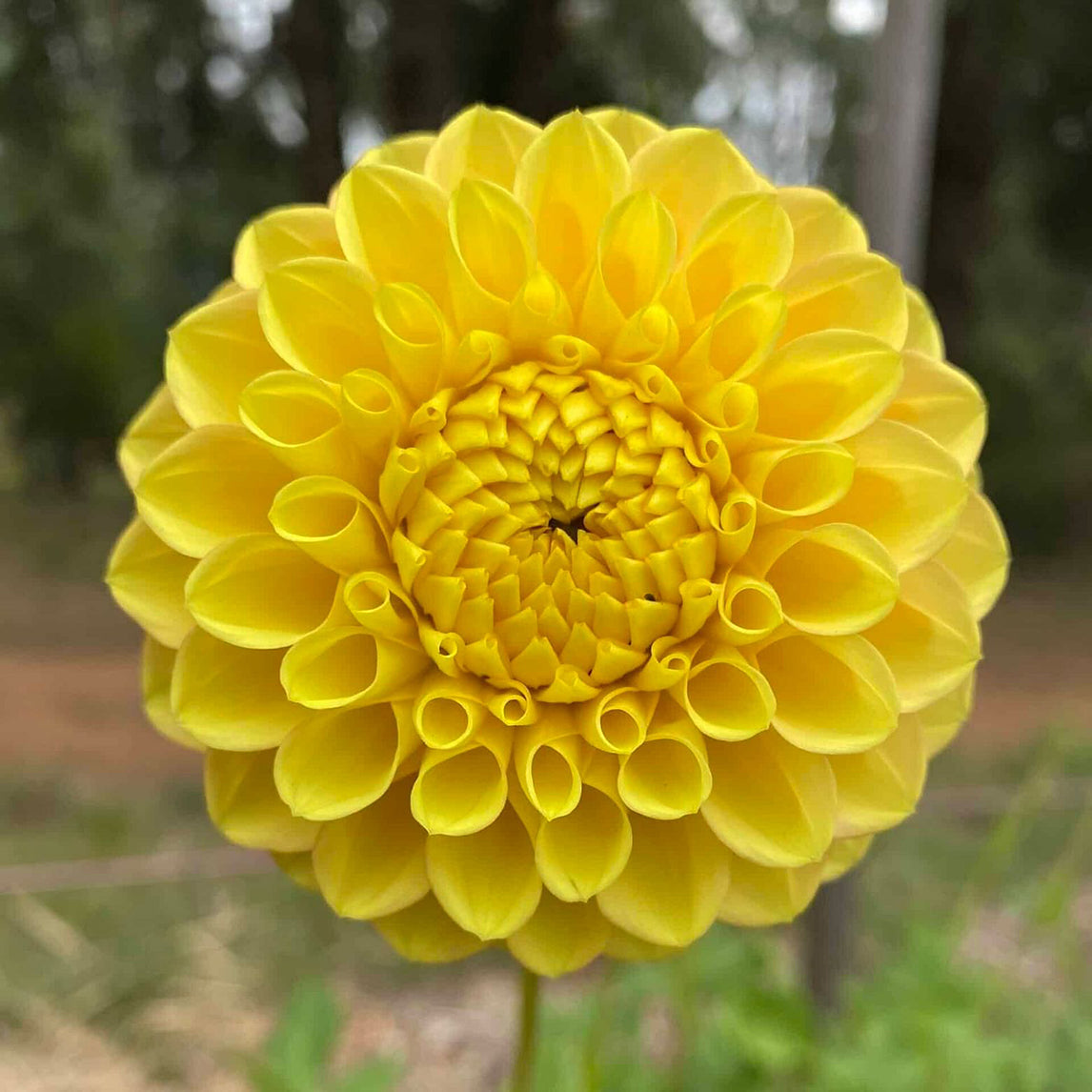Dahlia 'Rokewood Dawn' Tuber