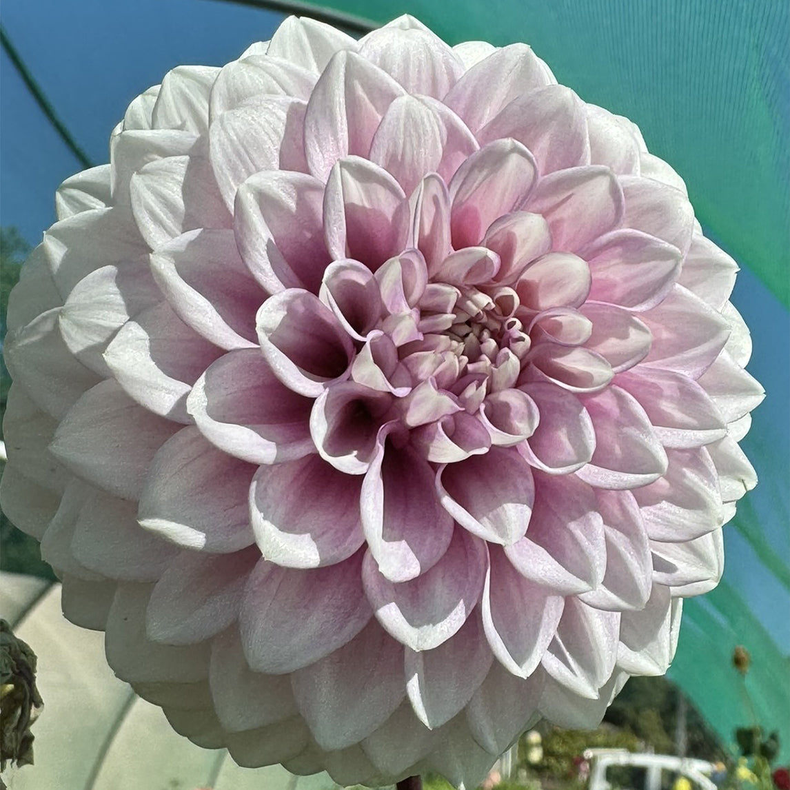 Dahlia 'XanZu Maddie'
