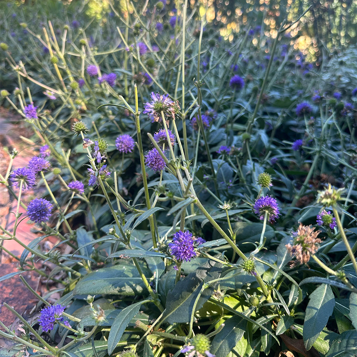 Devils Bit Scabiosa