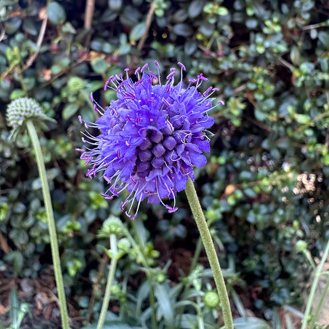 Devil's Bit Scabiosa