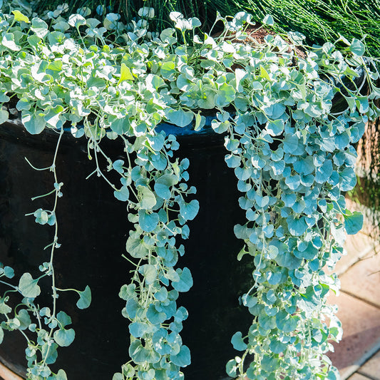 Dichondra 'Silver Falls'