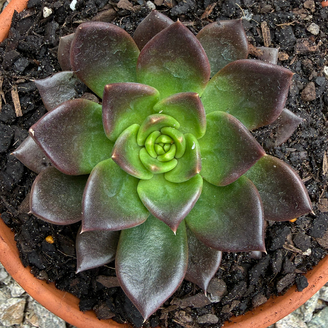 Echeveria 'Black Prince'