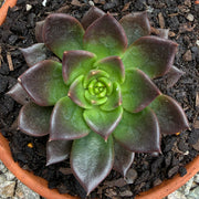 Echeveria 'Black Prince'