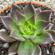 Echeveria 'Black Prince'