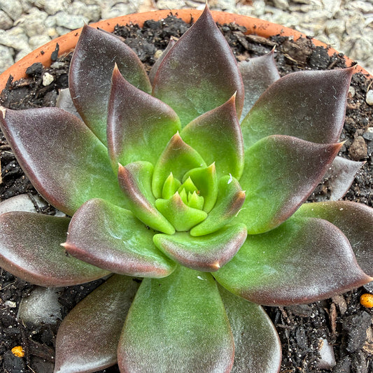 Echeveria 'Black Prince'