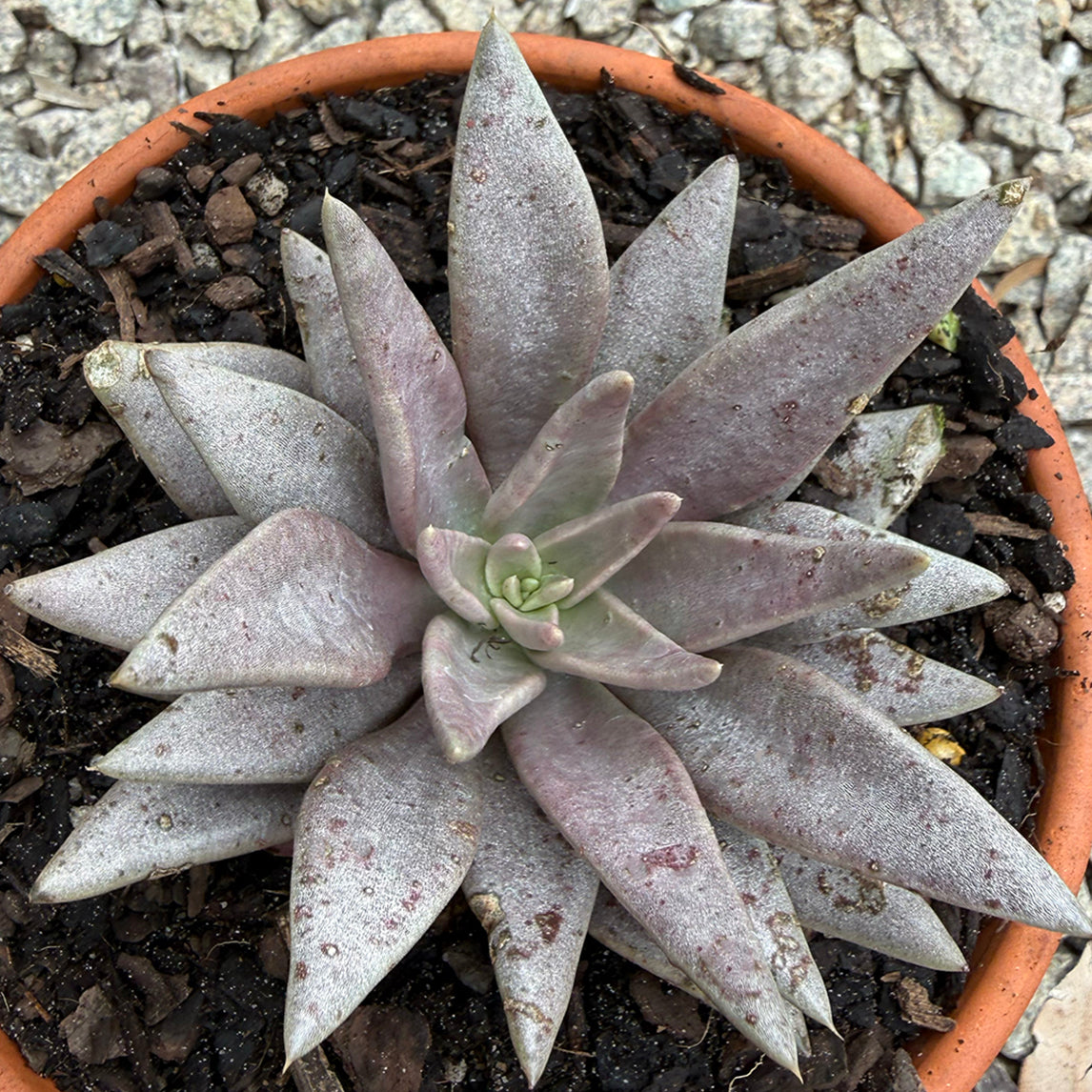 Echeveria 'Metallica'