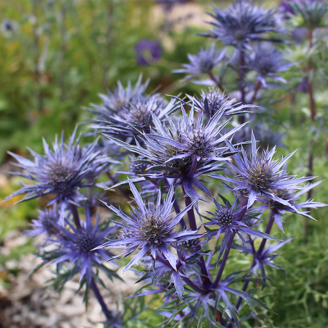 Eryngium 'Mediterranean Sea Holly'
