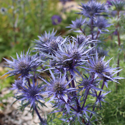 Eryngium 'Mediterranean Sea Holly'