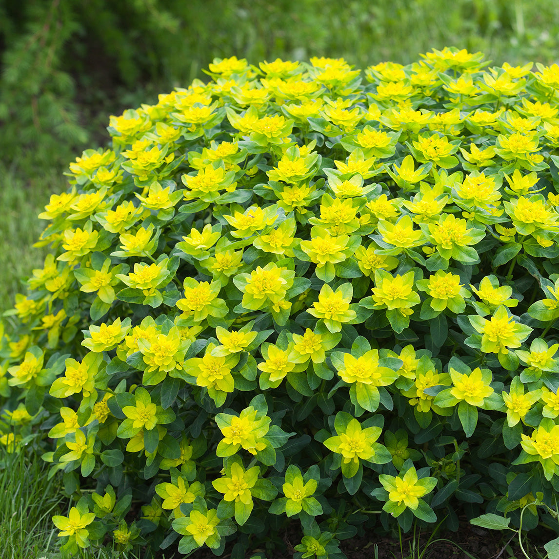 Euphorbia epithymoides 