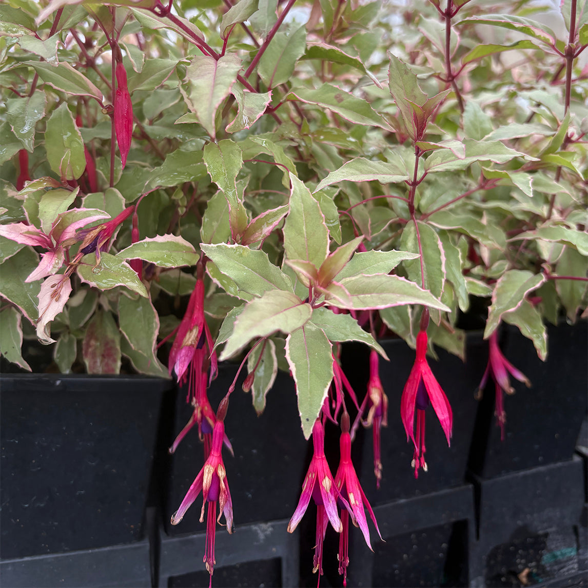 Fuchsia magellanica 'Versicolour'