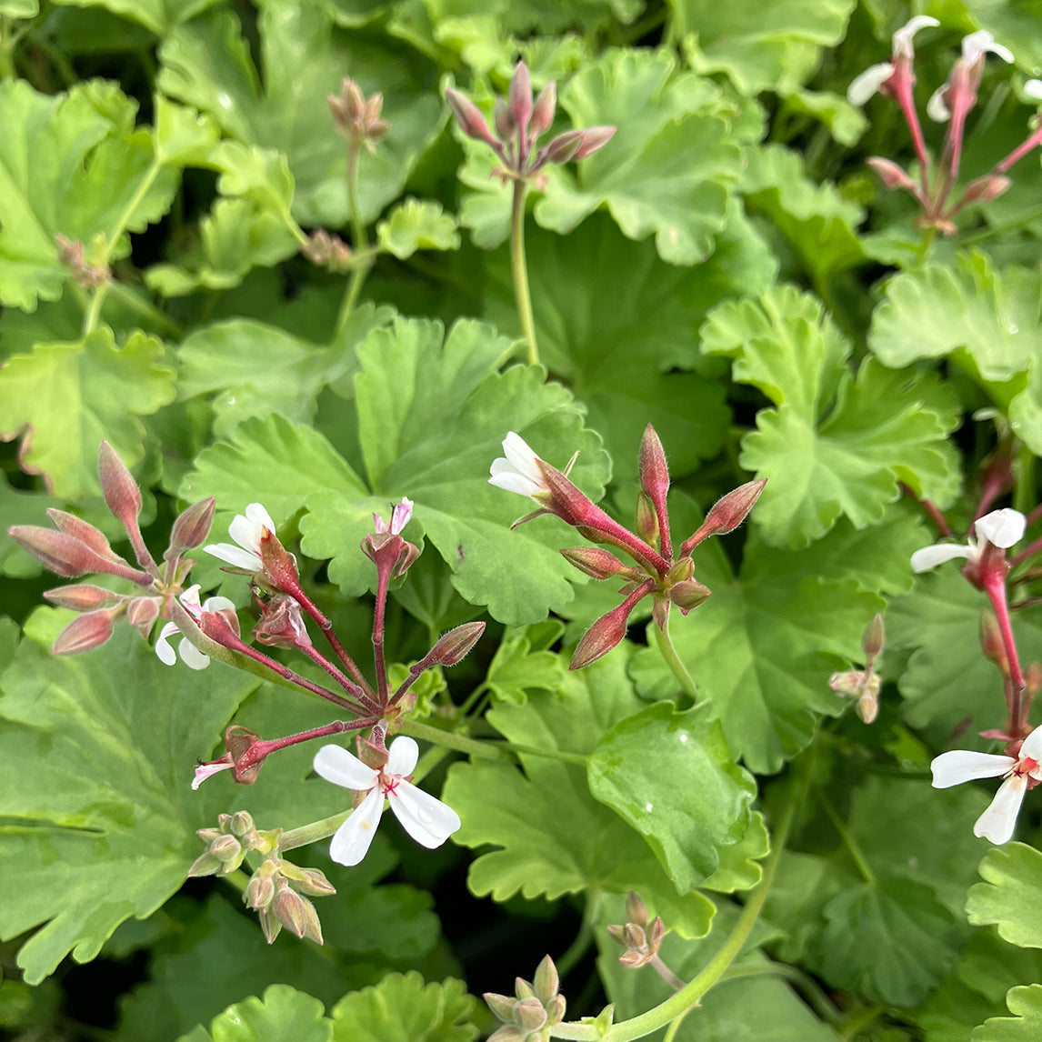 Geranium 'Nutmeg'