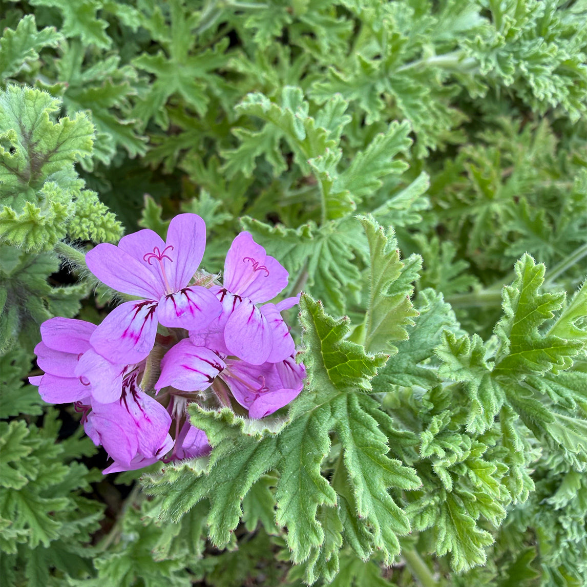 Rose geranium