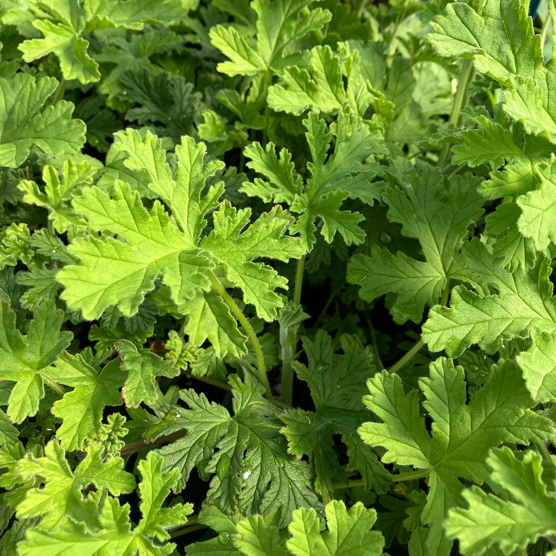 Rose geranium