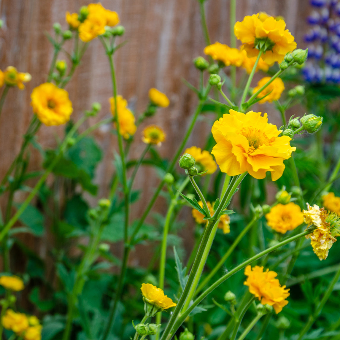Geum Goldball