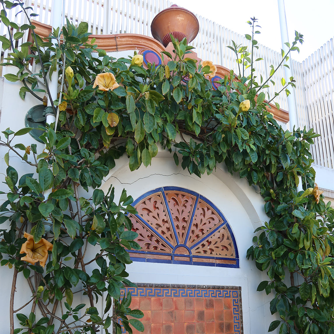 Golden Chalice Vine