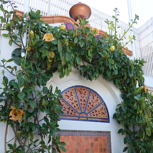Golden Chalice Vine