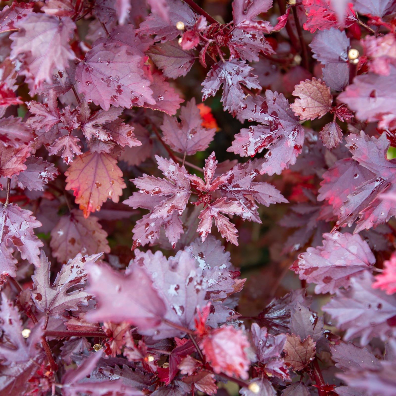 Hibiscus 'Cranberry'