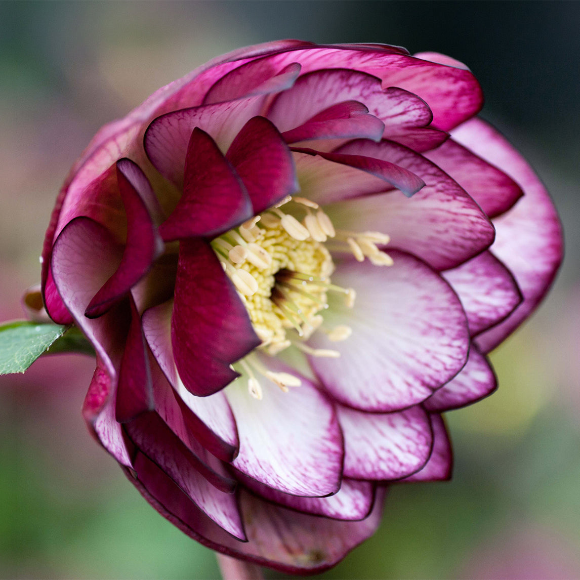 Hellebore 'Double Bicolour'