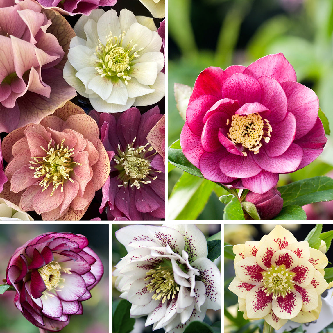 Hellebore Garden Collection