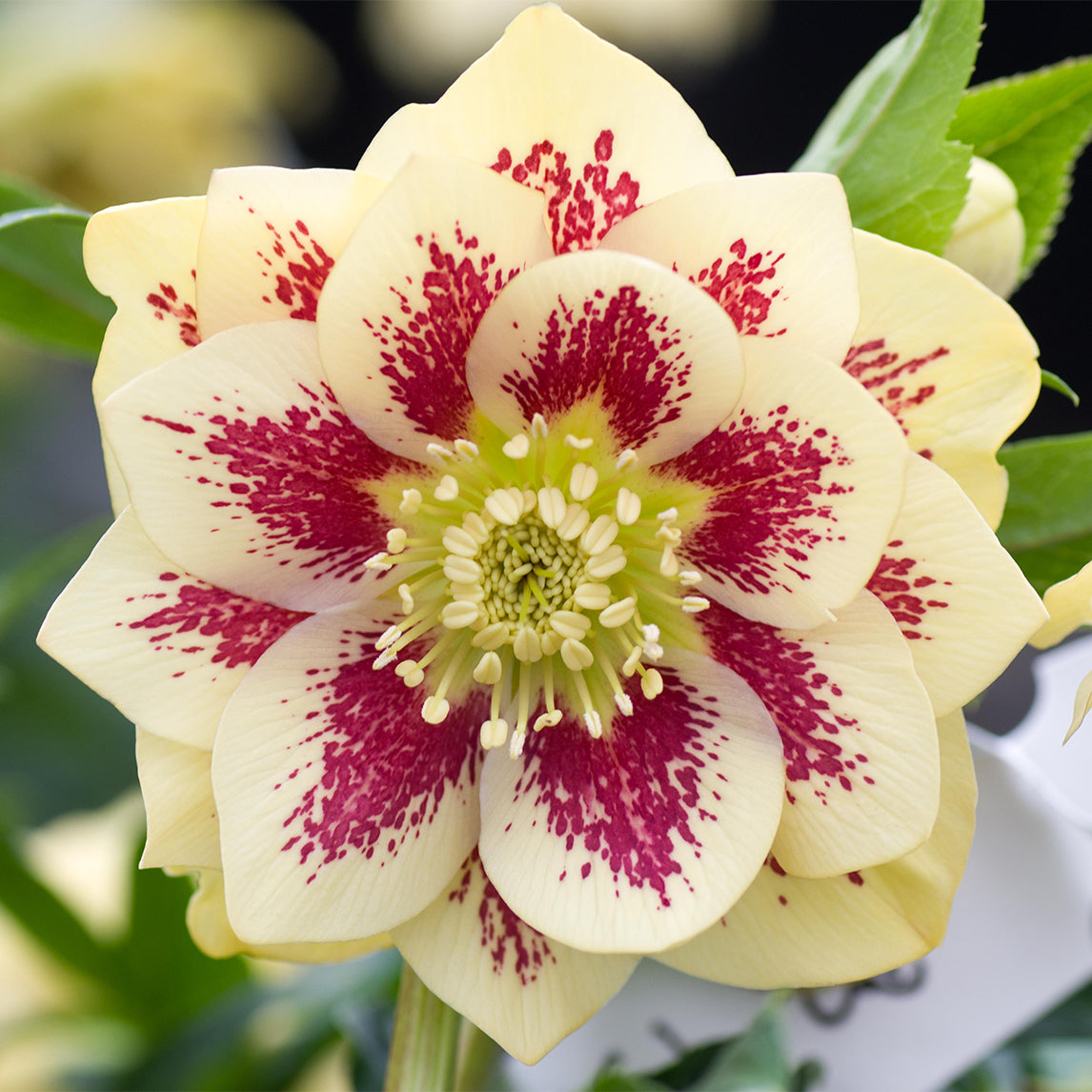 Hellebore 'Double Primrose Yellow Spotted'