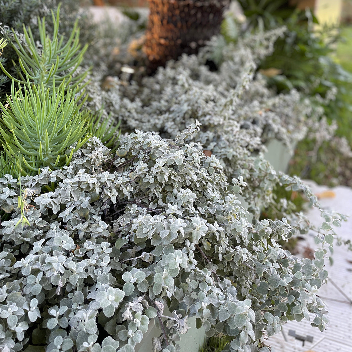 Helichrysum 'Licorice Plant'