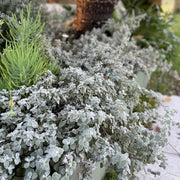 Helichrysum 'Licorice Plant'