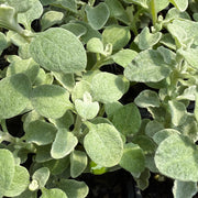 Helichrysum 'Licorice Plant'