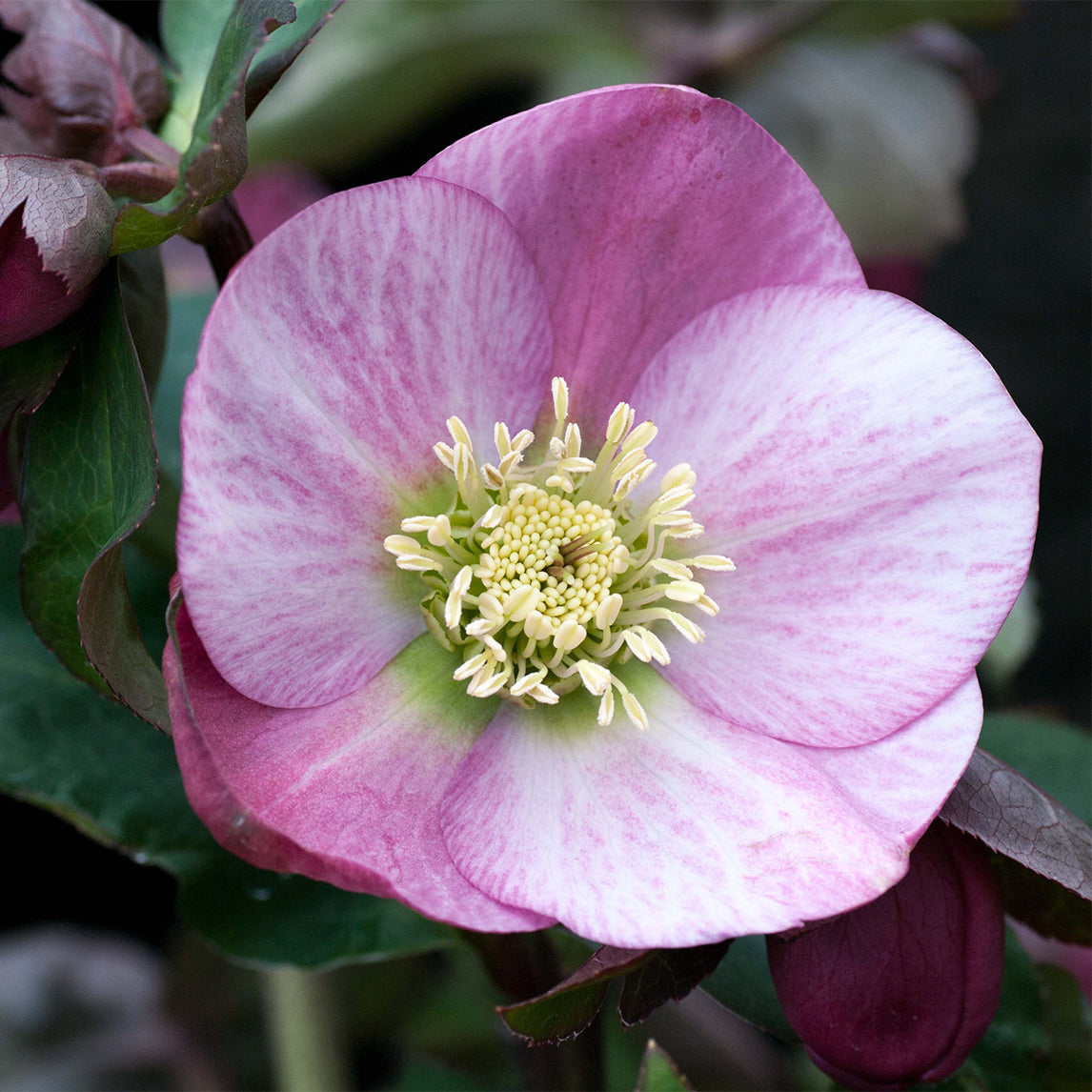 Hellebore 'Pale Pink'