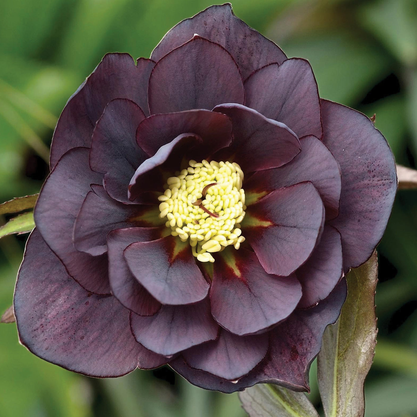 Hellebore 'Double Purple'
