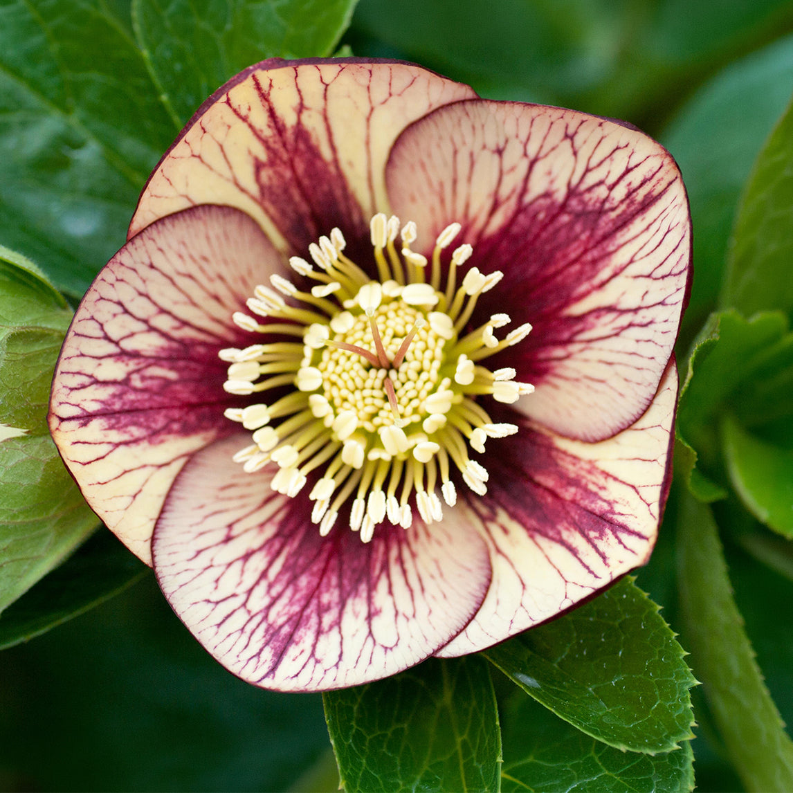 Hellebore 'Primrose Yellow Picotee'