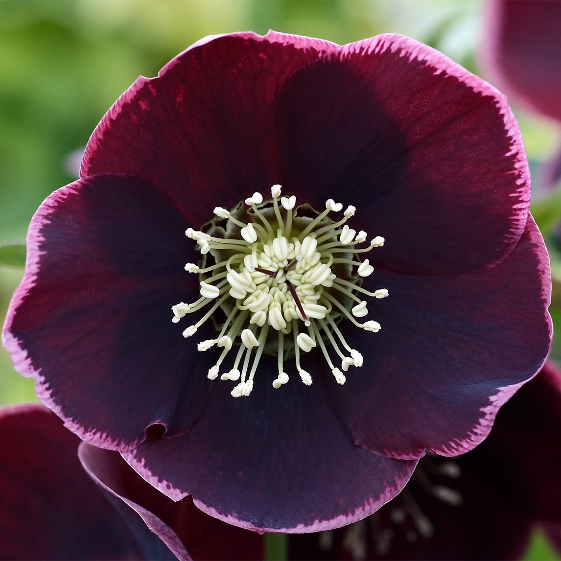 Hellebore 'Reverse Picotee'