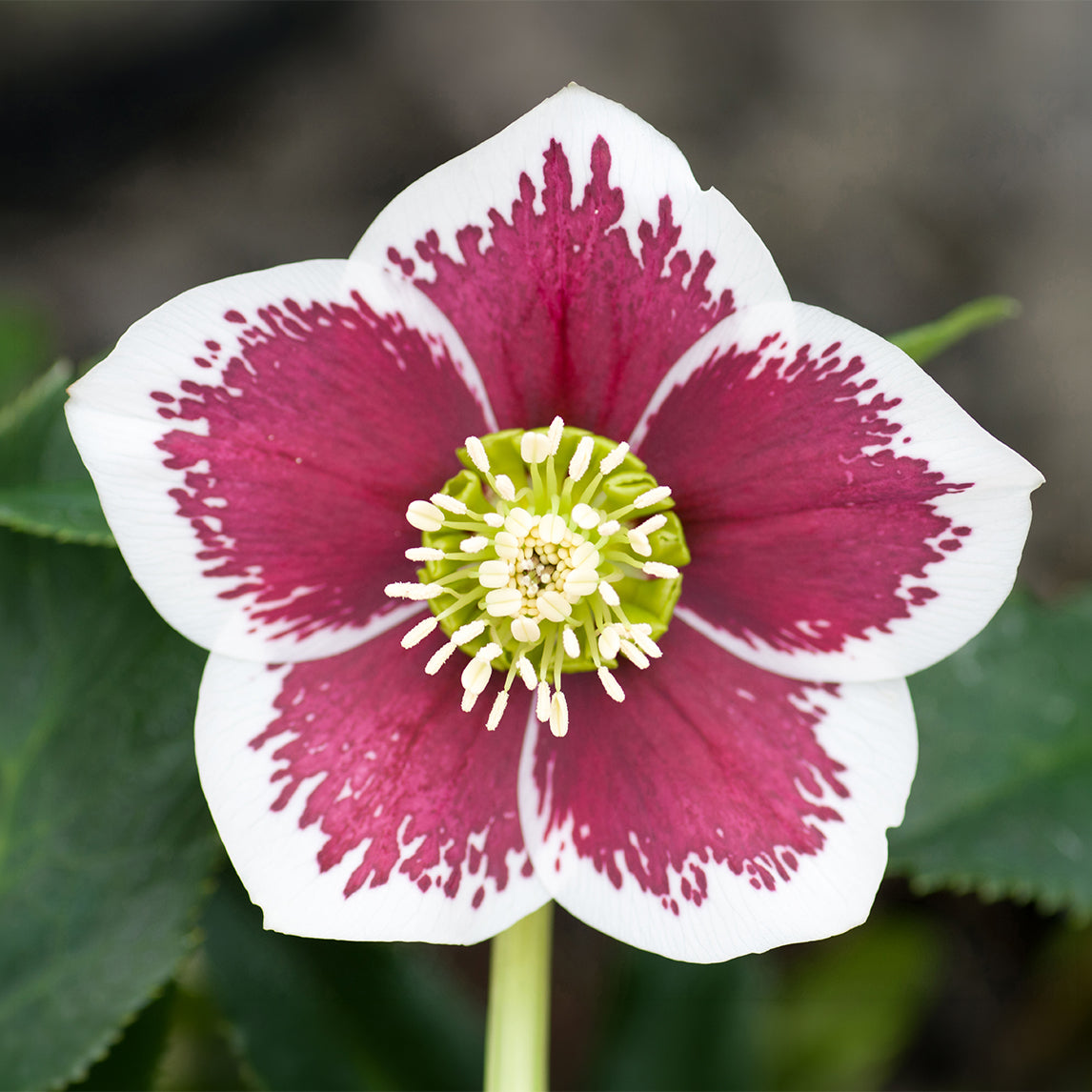 Hellebore 'White Blotched'