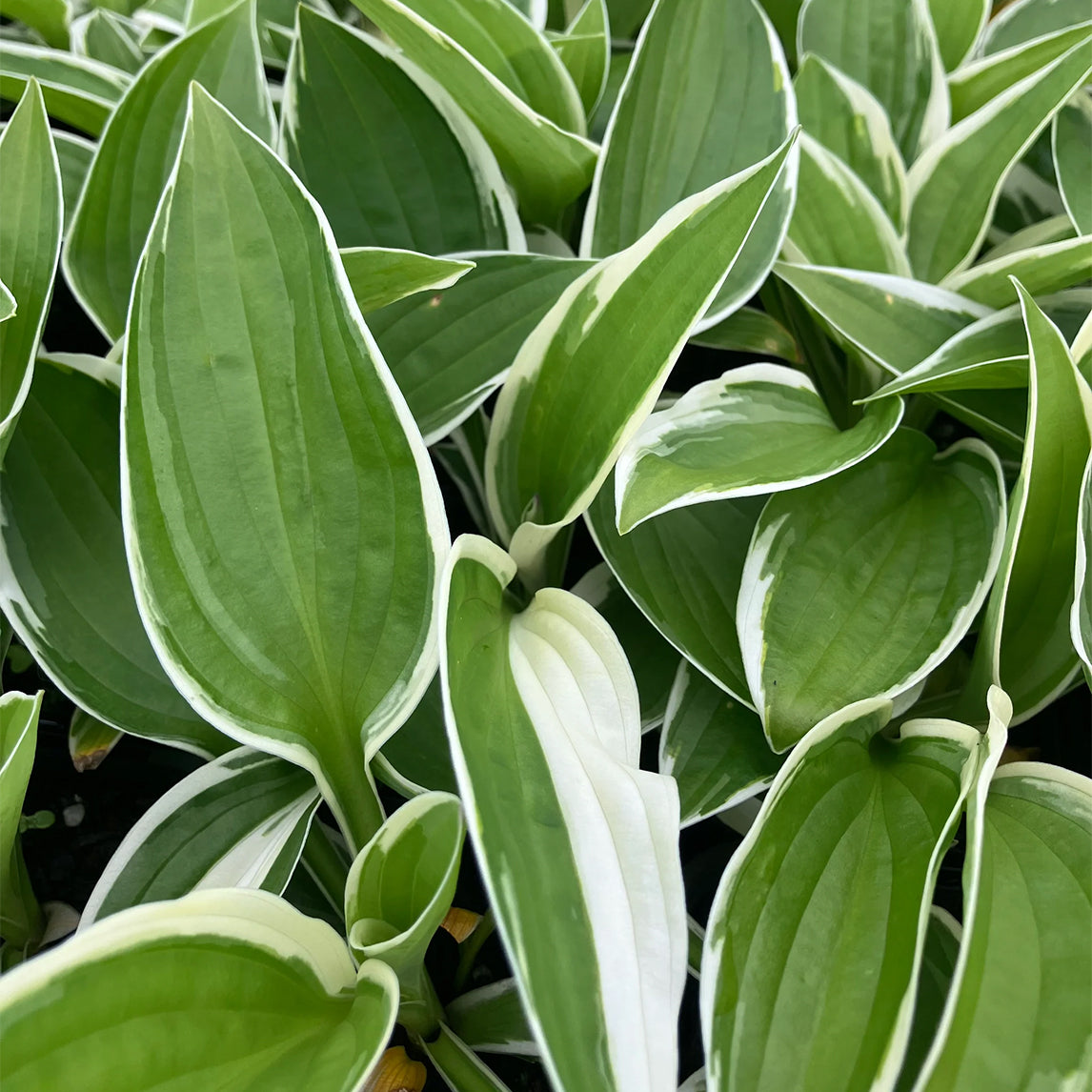 Hosta 'Francee'