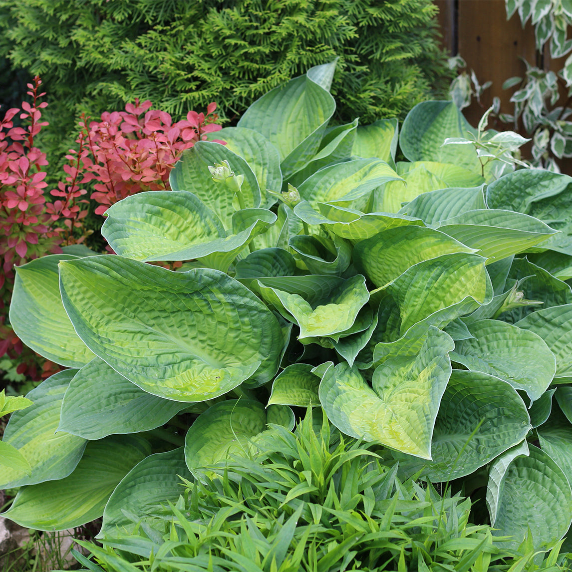 Hosta 'Guacamole'