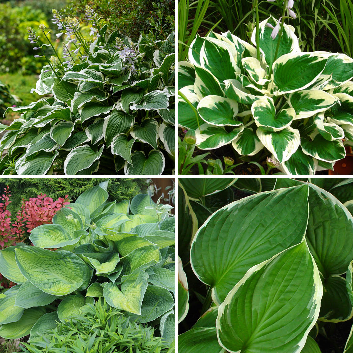 Hosta Collection