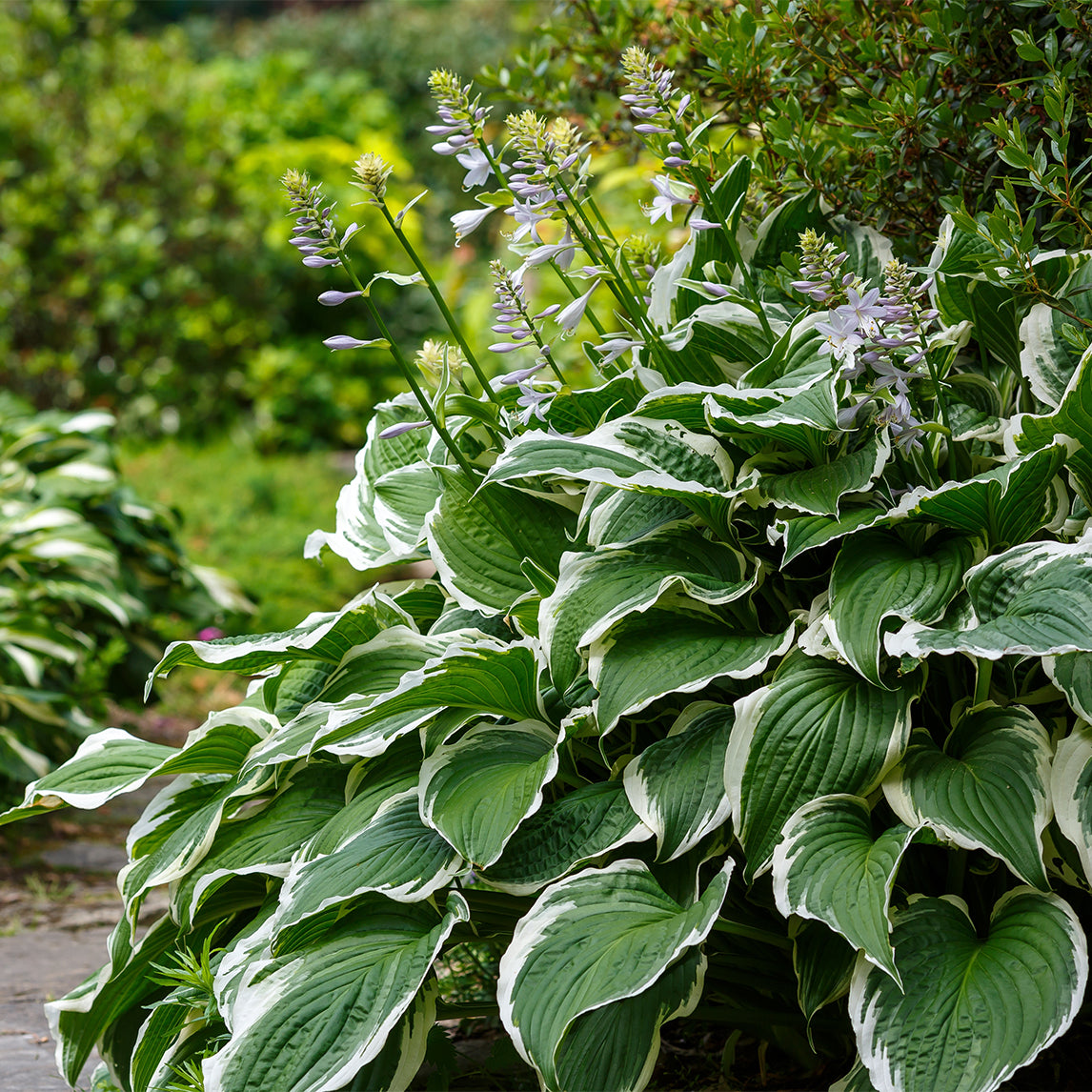 Hosta 'Patriot'