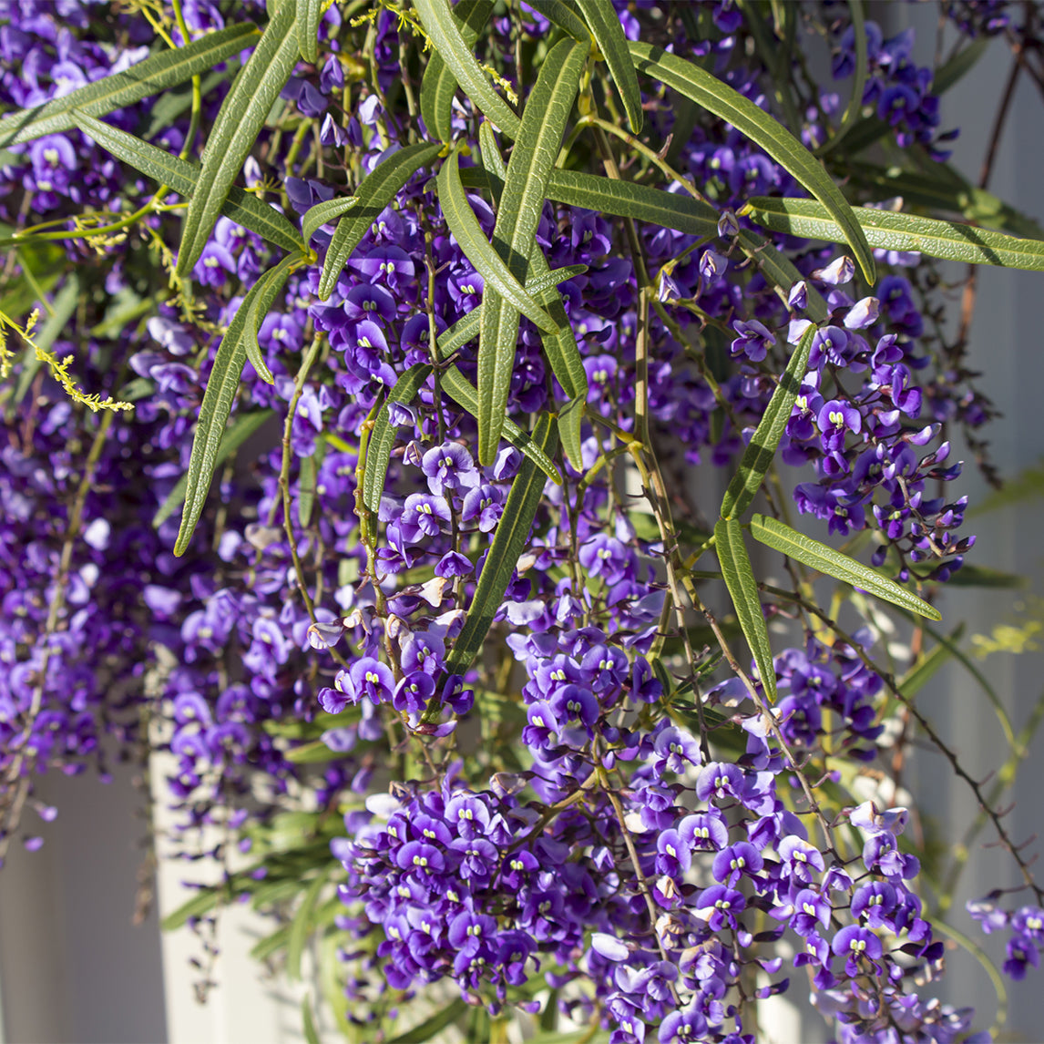 Hardenbergia Violacea 'Happy Wanderer'