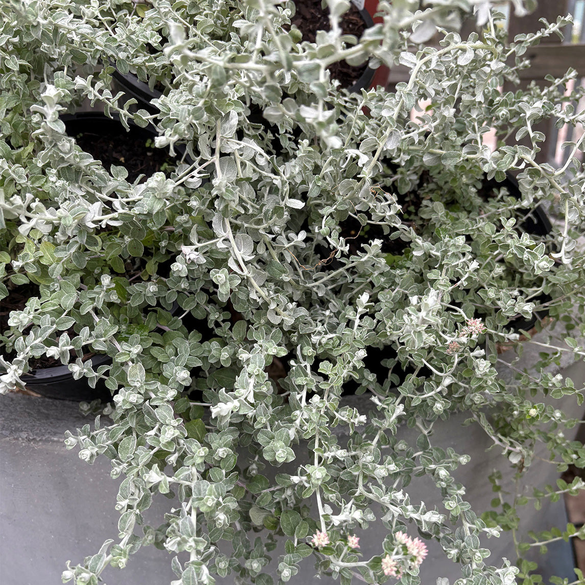 Helichrysum 'Silver Mist'