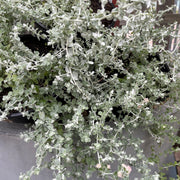 Helichrysum 'Silver Mist'