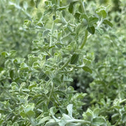Helichrysum 'Silver Mist'