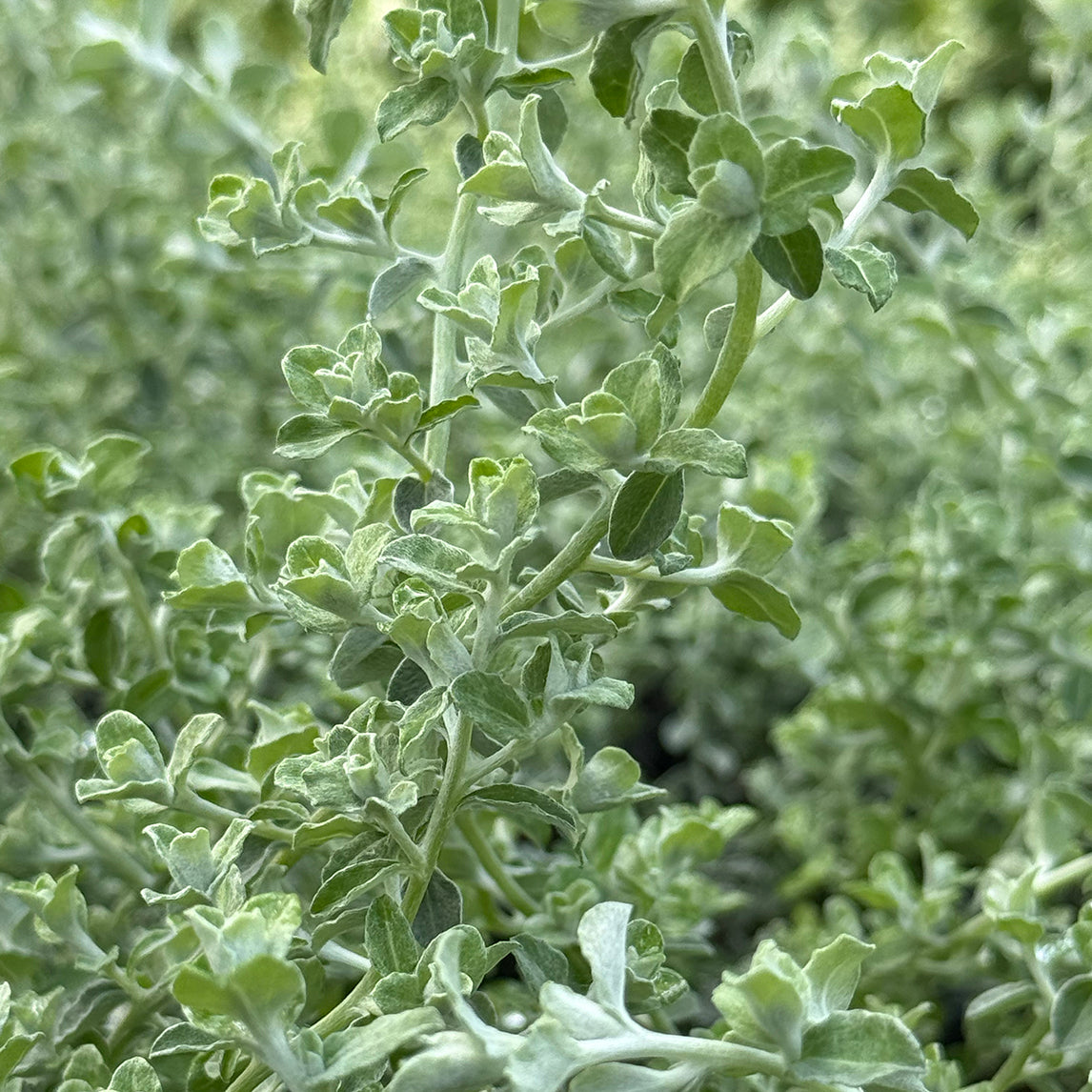 Helichrysum 'Silver Mist'