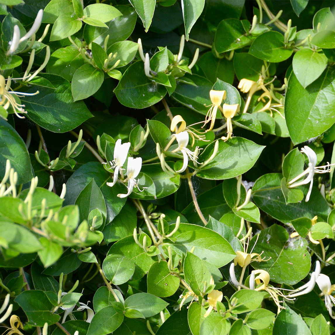 Japanese Honeysuckle